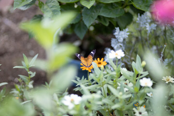 花にとまるオレンジ色の蝶