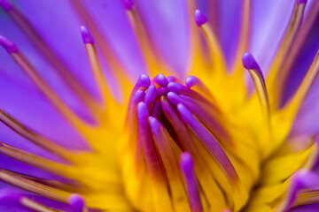 Naklejka premium close up of a purple and yellow lotus