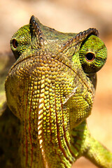 close up of a chameleon