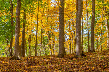 Deciduous forest with autumn colors