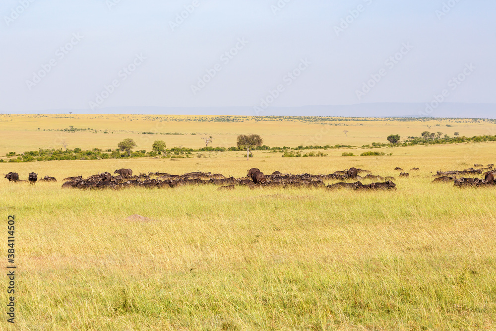 Sticker African buffalo herd on the savanna