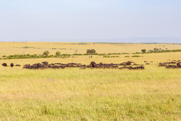 Naklejka na ściany i meble African buffalo herd on the savanna
