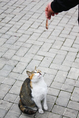A hungry cat focusing on the small fish held by the fisherman..