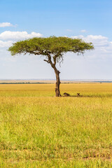 Single Acacia tree and resting lions at the savanna in Masai Mara