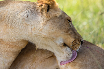 Fototapeta premium Lioness licking a wound on her leg with her tongue