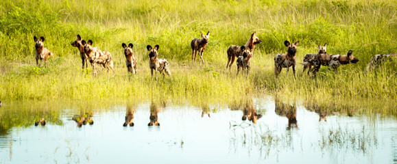 Reflection of  a pack of hunting Wild dogs in Zambia.