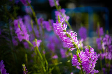 9月の紫色の花