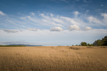 Minimalist view of golden wheat fields