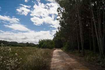 Fototapeta na wymiar dust road goes along a pine tree plantation