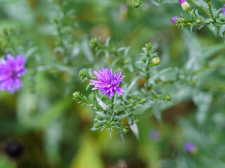 Asters d'automne double (Aster novi-belgii) 