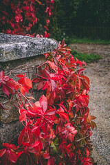 close-up red leaves on pillar