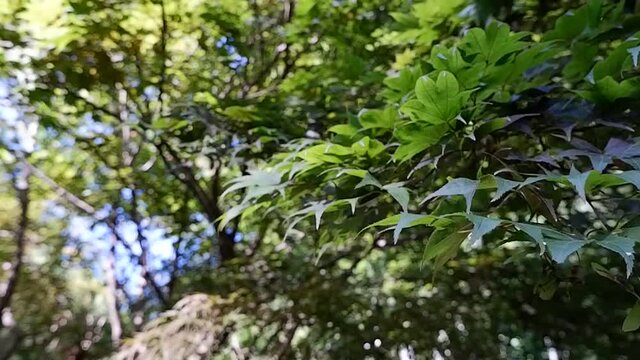 Swaying tree branches, Swaying green leaves, 風にゆれる木の枝、