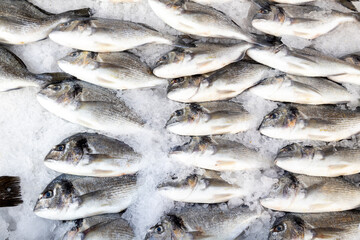 Close Up on a fresh sea beam or dorado fish fresh frozen in the ice. Mediterranean food series.