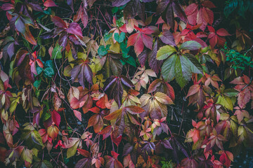 wall of vibrant autumn leaves
