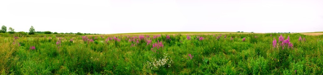 panorama of summer meadow with wild flowers