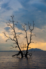 Tree silhouette , sunset at national park Bako - Borneo, Malysia