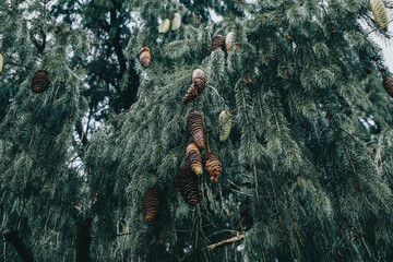 fuzzy fur tree with cones