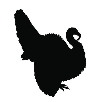 Wild Turkey Vector Silhouette Illustration Isolated On White Background. Meleagris Gallopavo. Male Turkey Bird Symbol.