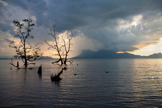 Trees silhouette , sunset at national park Bako - Borneo, Malysia