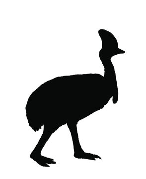 recommend clip art: Southern cassowary vector silhouette illustration isolated on white background. Big bird symbol.