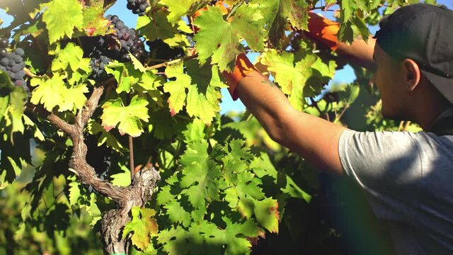Grape harvest. Young farmer hand-picking organic black clusters of grapes during harvesting. Worker or winemaker dropping off them with clippers into a red basket. 