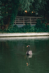 Fototapeta na wymiar Black swan - Cygnus atratus swims in a city pond in the city center.