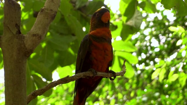 Parrot's, Macaw Parrot on tree