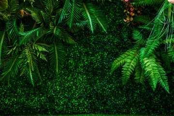 Fototapeta na wymiar fern and plant decorate on wall