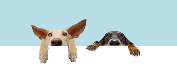 Banner two hide puppies dogs with big ears and paws hanging in a blank in a row. Isolated on blue...