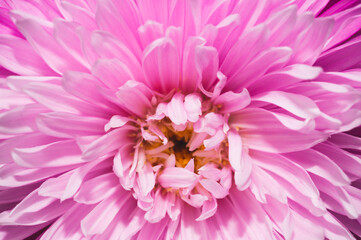 Obraz premium Chrysanthemum flower with pink petals