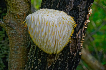 Lion's Mane mushroom on oak tree in the autumn forest. ( Hericium erinaceus ) © IgorCheri