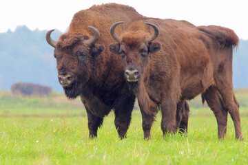 European bison. Wild animal. Bison bonasus. © Wildlife World