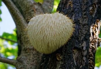 Lion's Mane mushroom on oak tree in the autumn forest. ( Hericium erinaceus ) © IgorCheri