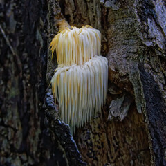 Lion's Mane mushroom on oak tree in the autumn forest. ( Hericium erinaceus ) © IgorCheri