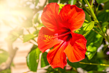 Hibiscus flower grows on a bush at Hawaii resort residence.
