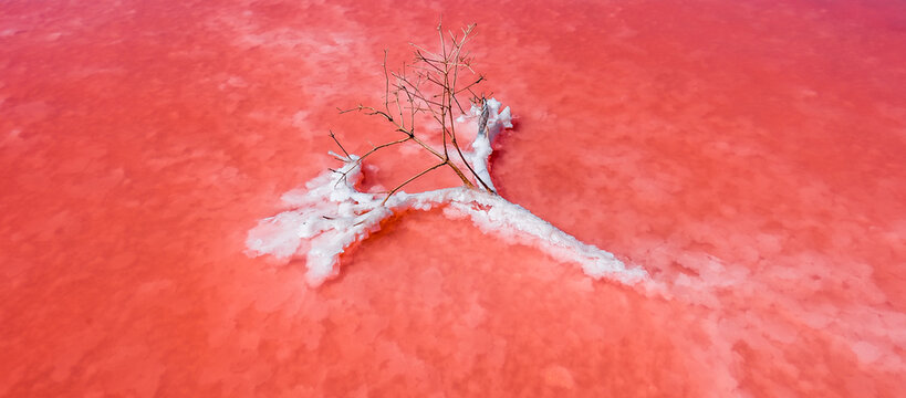 Ukraine, Europe. salt lake with pink crystals. concept of arabat beli, saltlake, sodium, harvesting, unique national park, silence, south, halite, exotic tourism, eternity, dunaliella.
