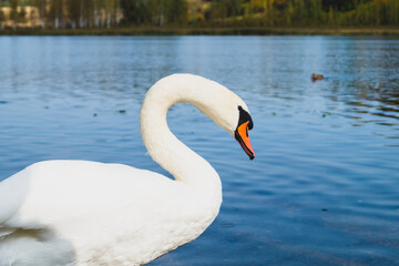 White swan stands in the lake