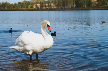 White swan stands in the lake