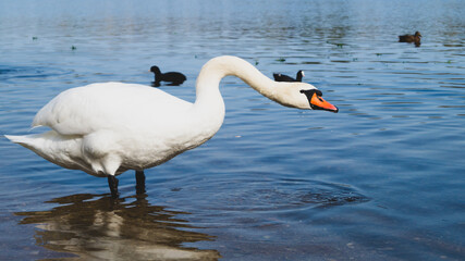 White swan stands in the lake