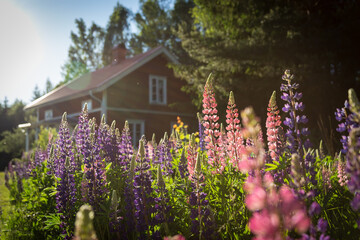 Blühende Lupinen vor Schwedenhaus