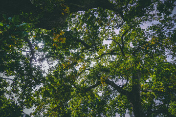 view from under trees in the forest