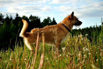 Yellow dog walks in the field near the forest on a sunny summer day