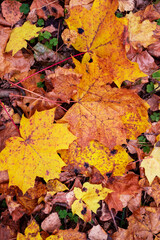Autumn maple leaves, autumn leaf background, autumn