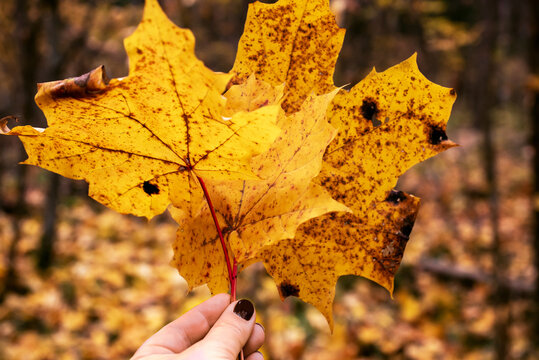 Hand holding a maple yellow leaf on the background of an autumn forest, on a blurry background