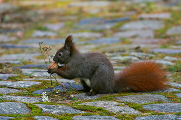 Eurasian Red Squirrel (Sciurus vulgaris) holding walnut and licks it with tongue, Berlin, Germany