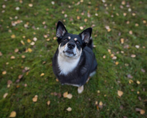 Dog jumps for treats in trick and treat portrait