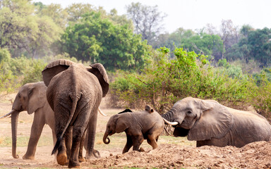 Mama elephant giving baby elephant a push 