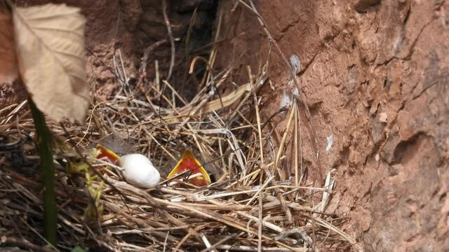 Zippammer (Emberiza cia) im Moseltal