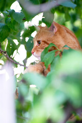 Beautiful young red tabby cat climbs trees, summer nature outdoor