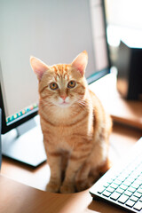 Beautiful young ginger tabby cat well-fed and satisfied sits at home working place next to keyboard and monitor screen.
